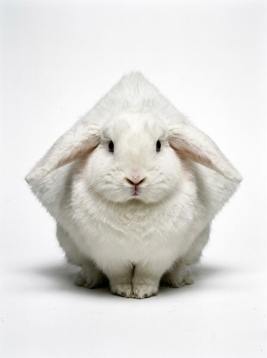 Shape animals - Gallery 4