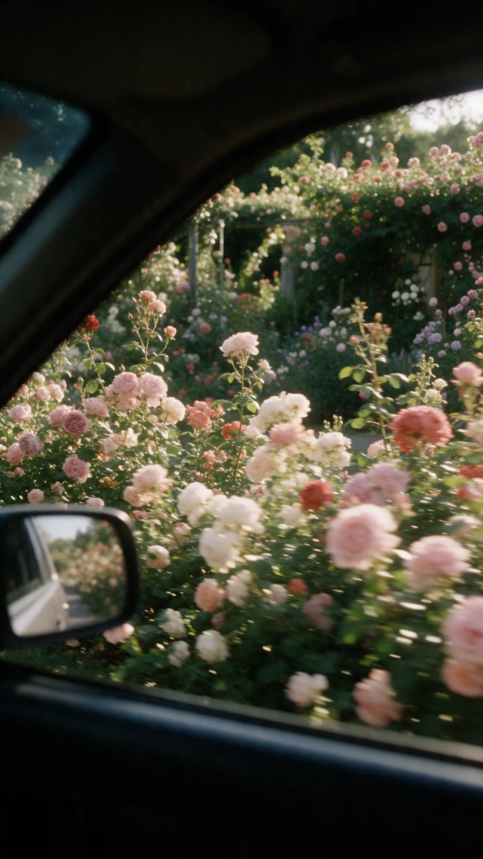 Afternoon Passing Through Roses - Gallery 3
