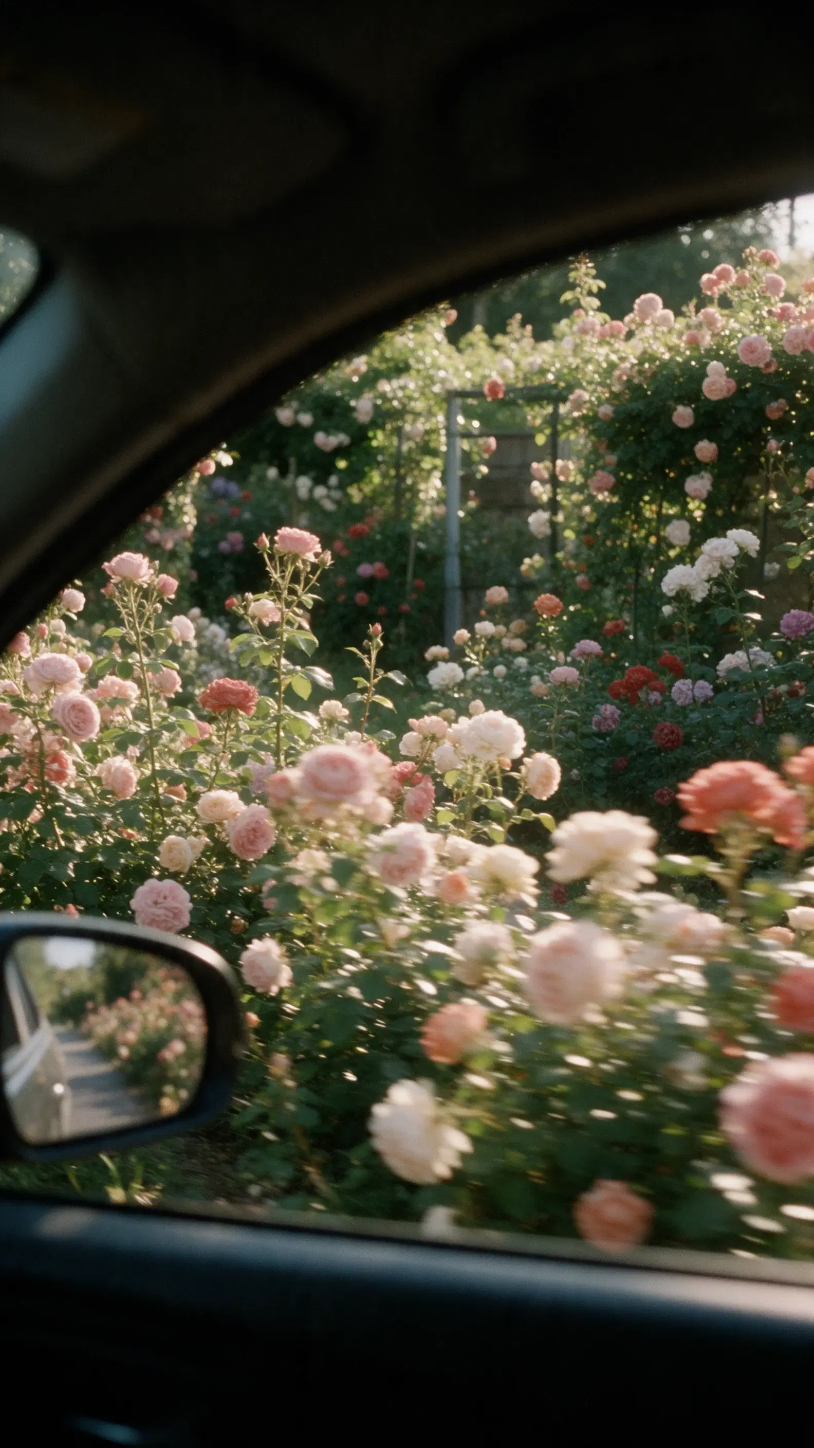 Afternoon Passing Through Roses - Gallery 2