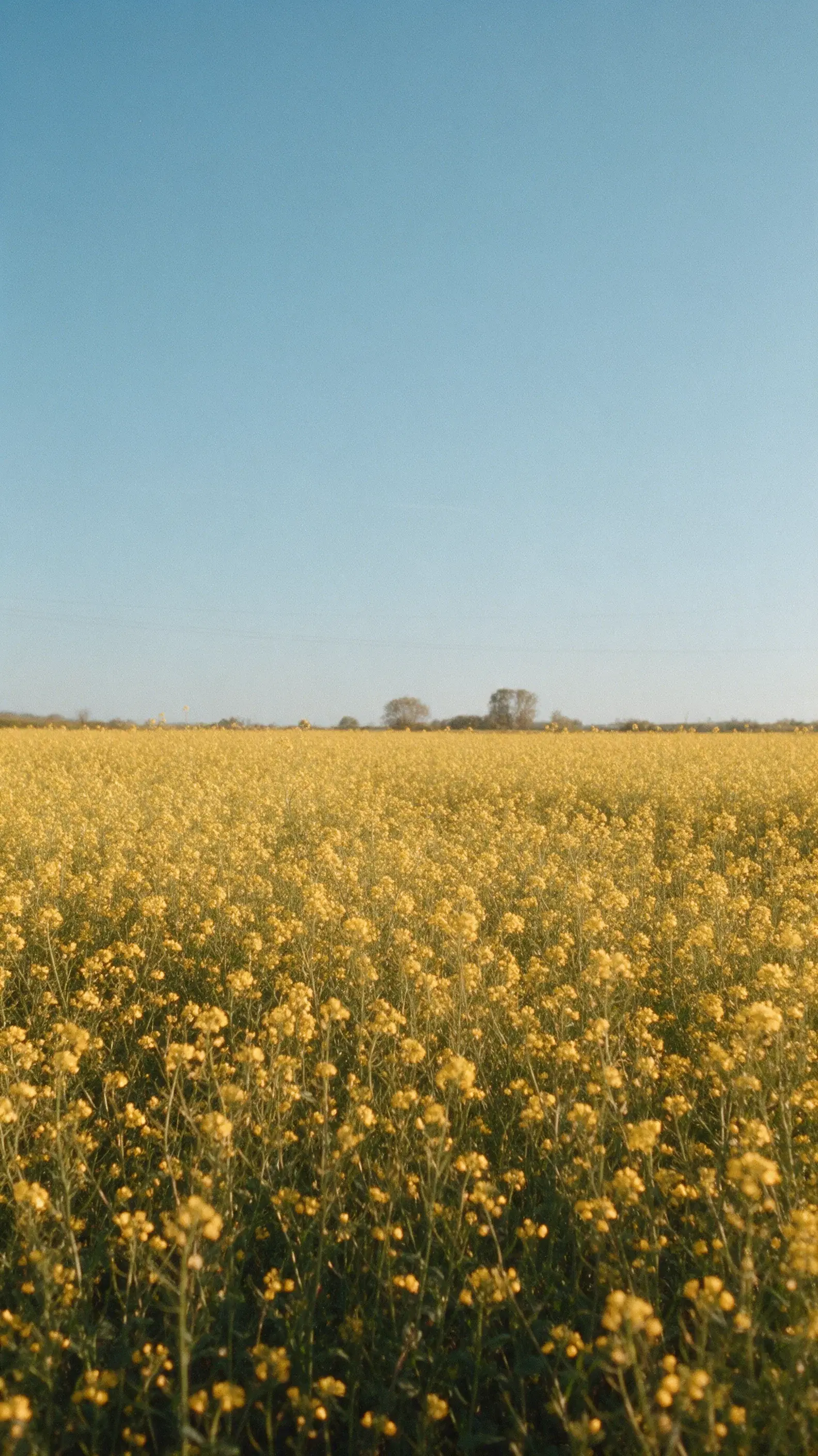 Long Afternoon in Yellow - Gallery 3