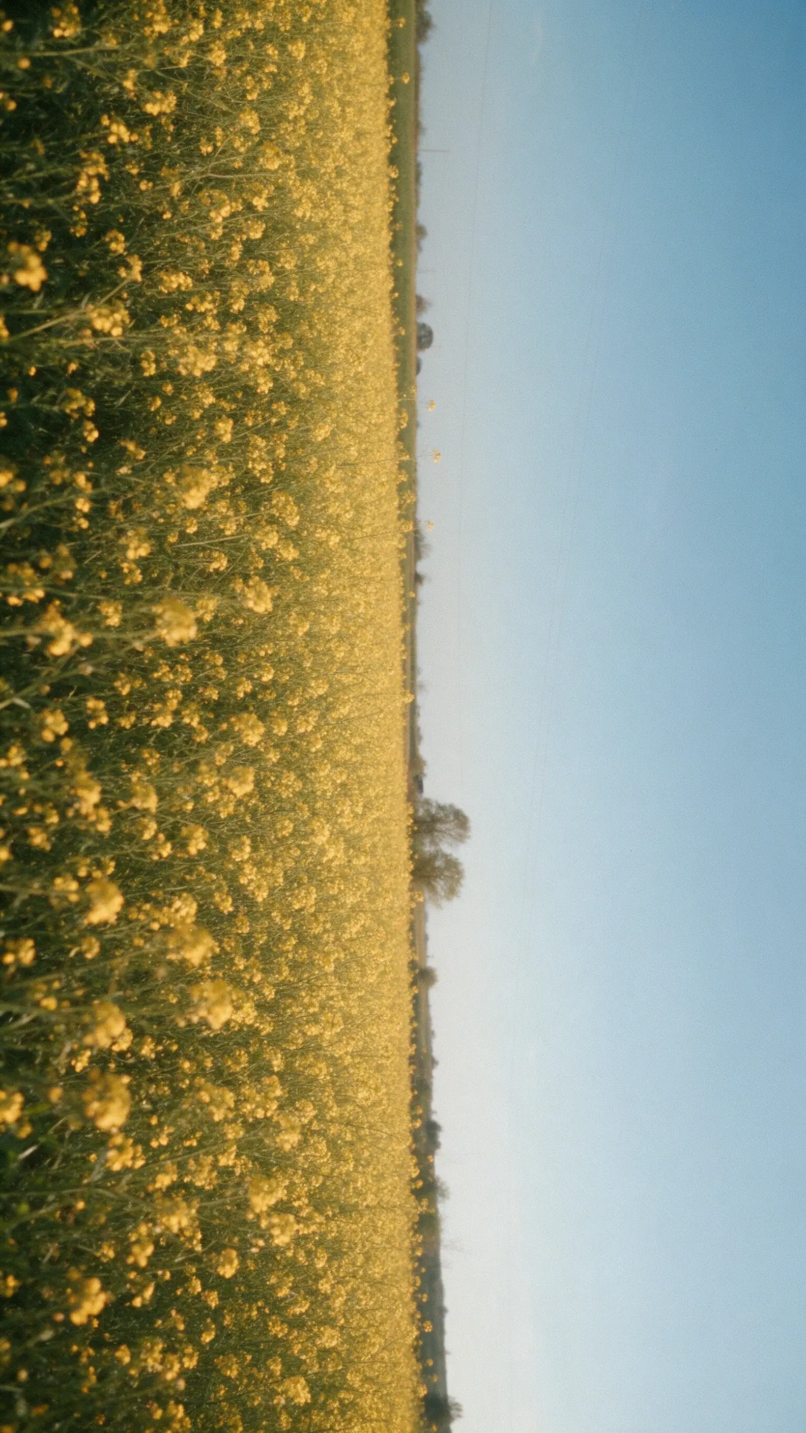 Long Afternoon in Yellow - Gallery 2