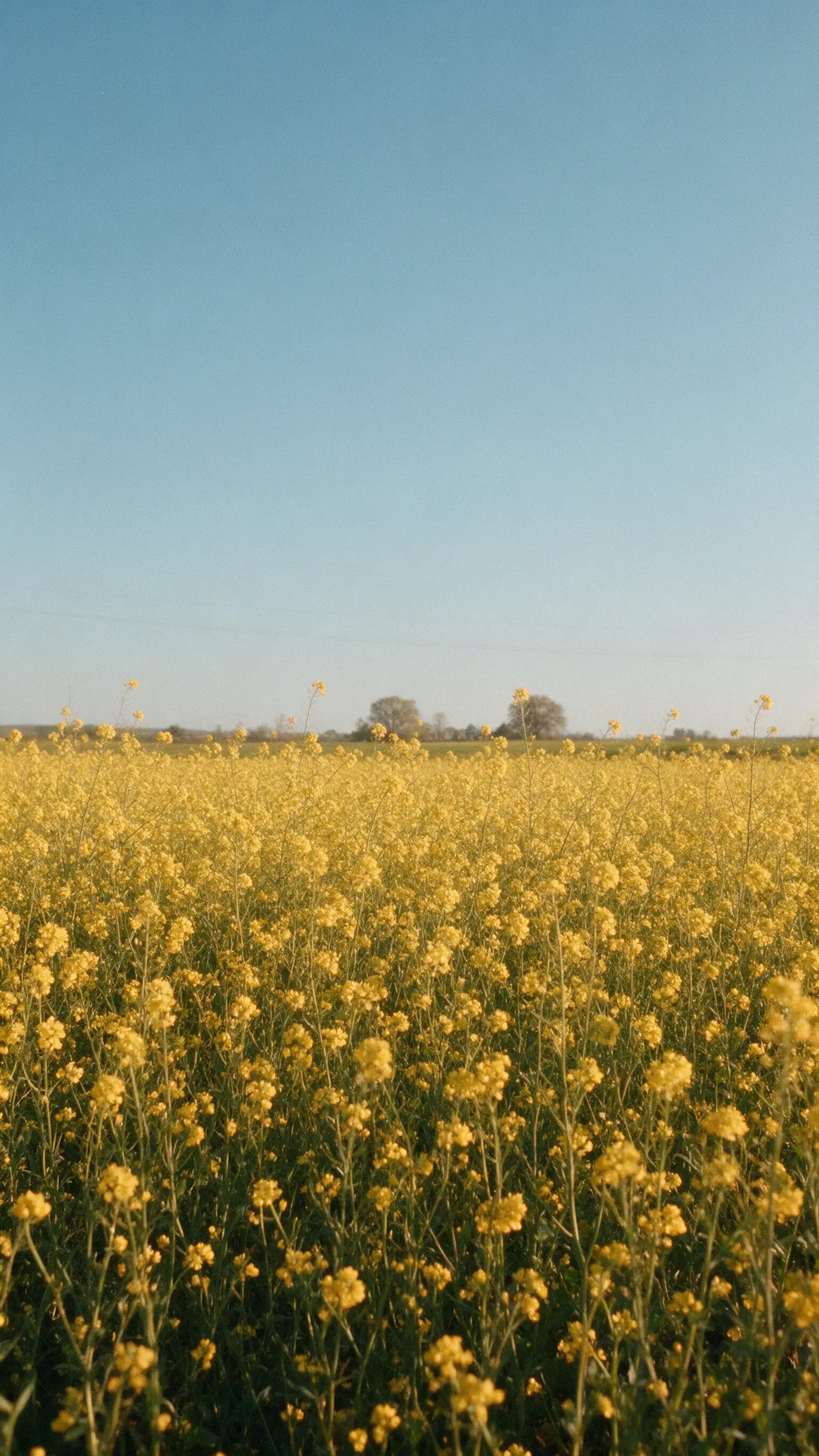 Long Afternoon in Yellow - Gallery 4