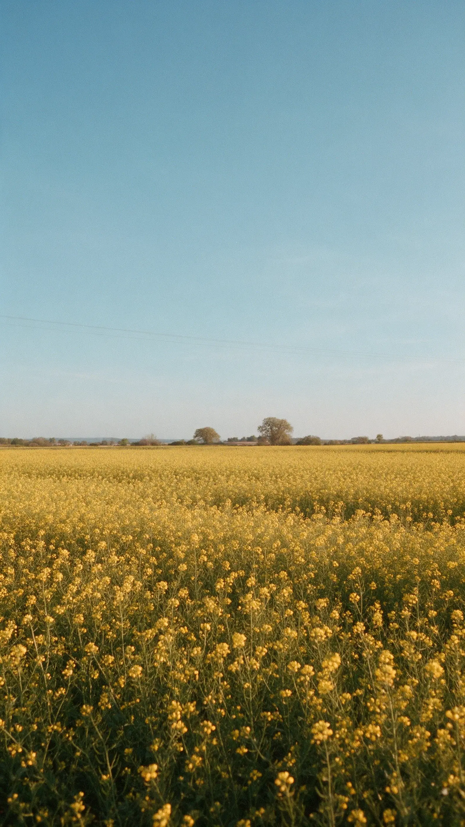 Long Afternoon in Yellow - Gallery 1