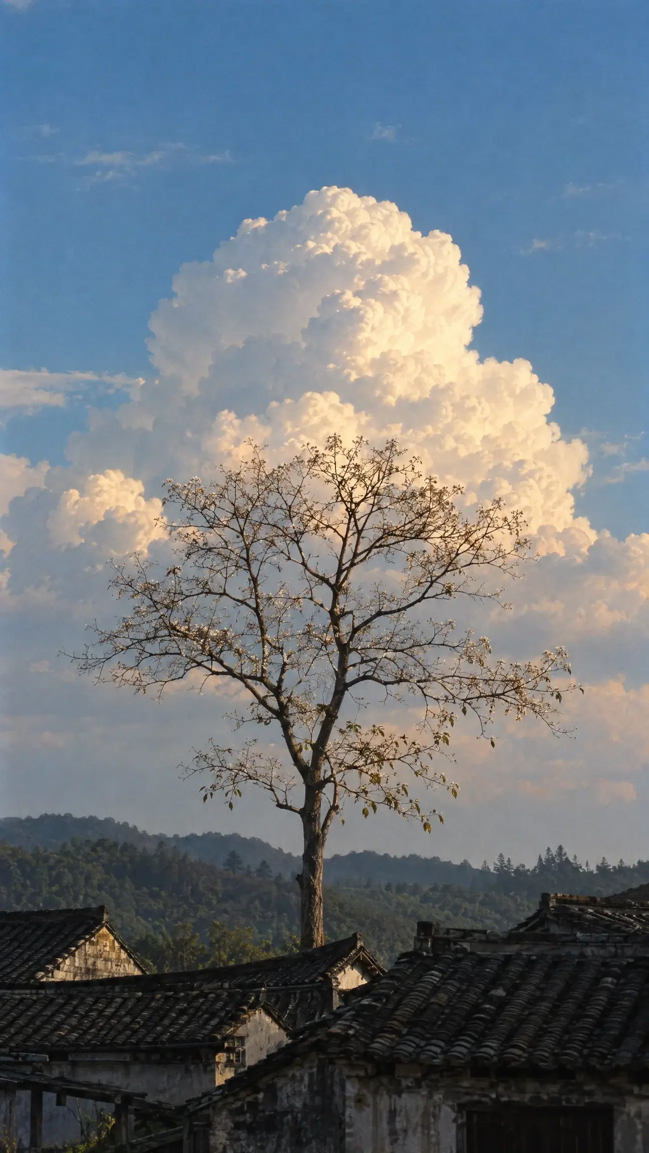 Old Tree Beneath the Clouds - Gallery 4