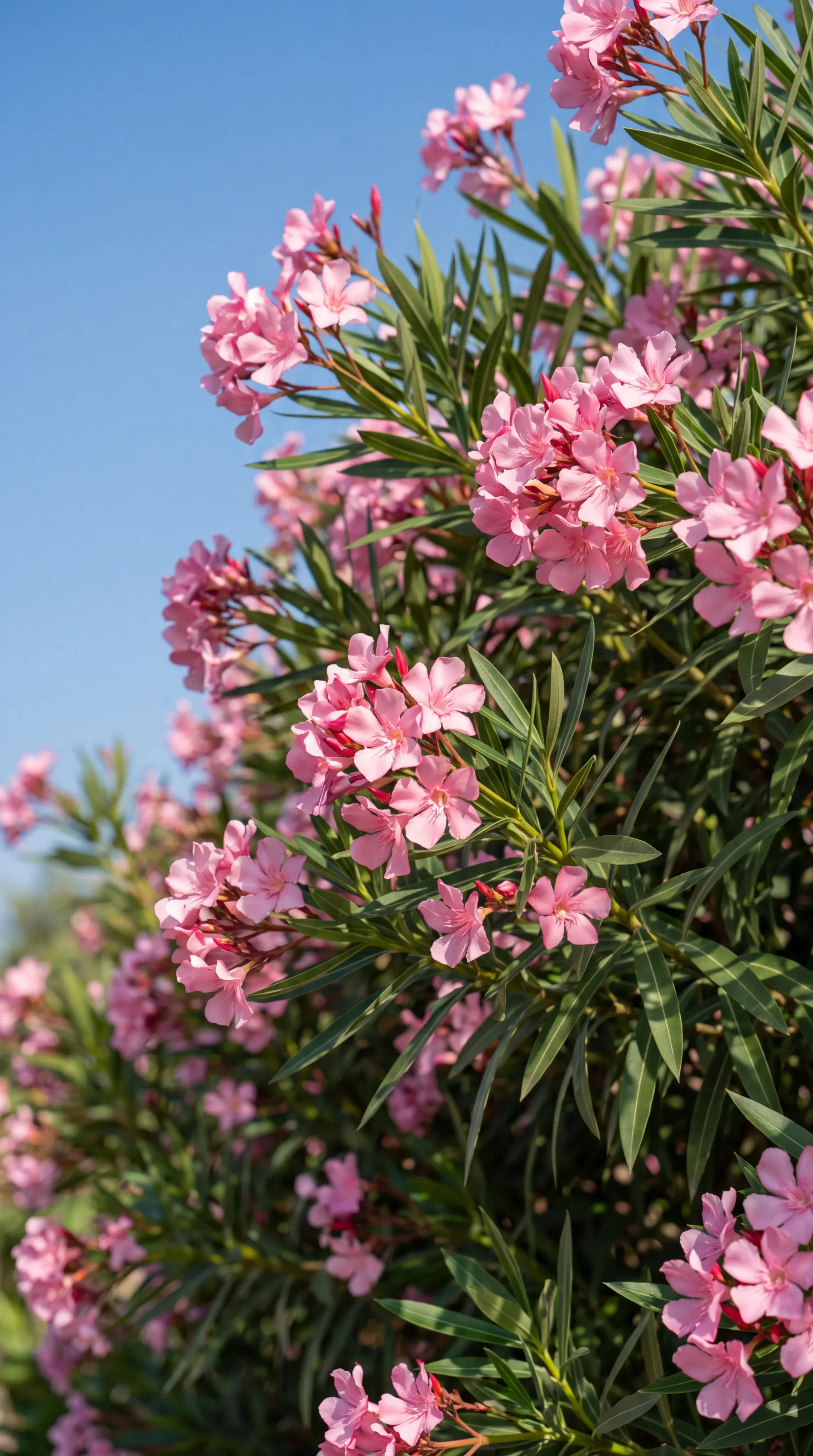 Pink Oleander Bloom - Gallery 2