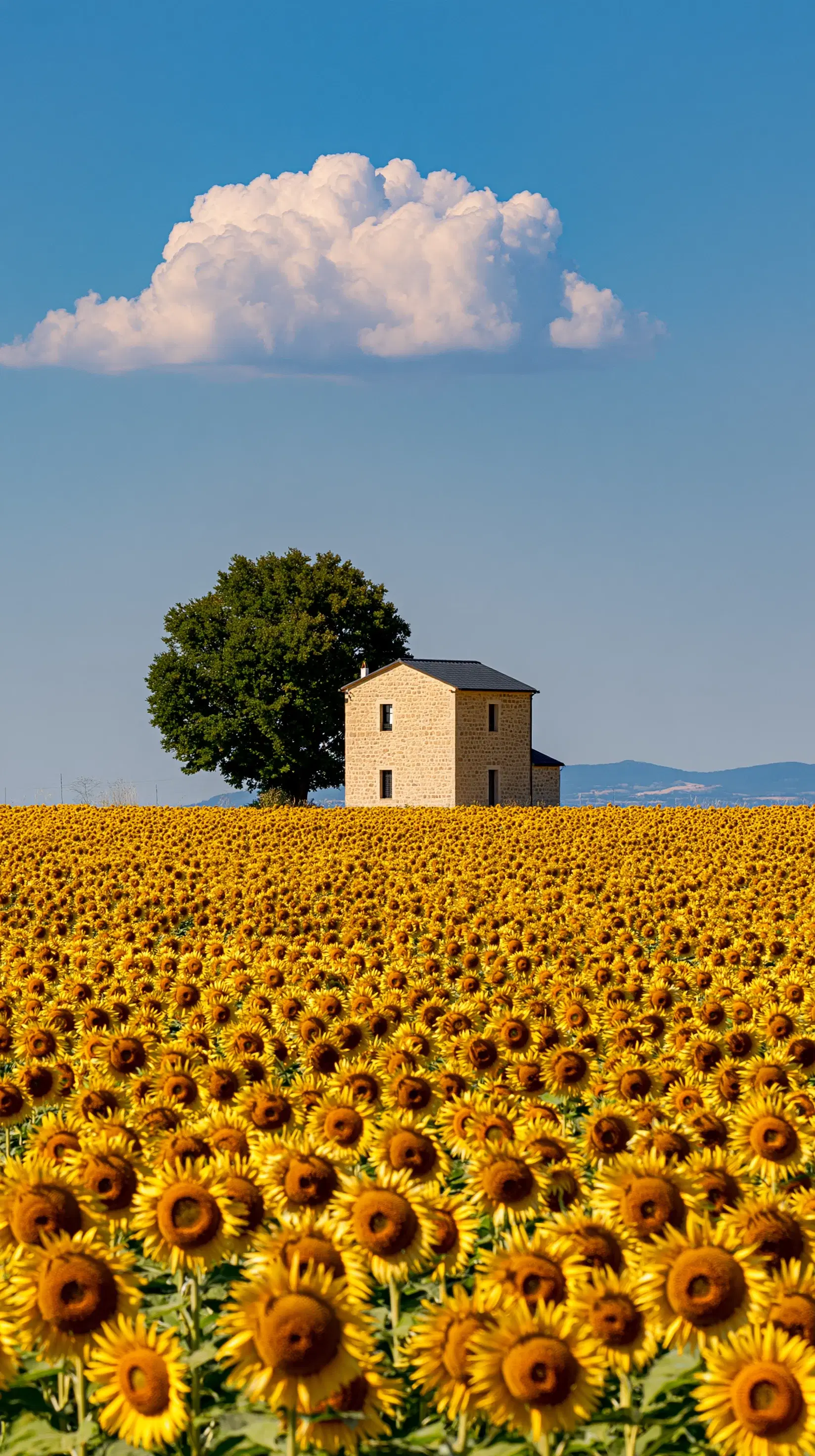 Sunflower Field Dreamscape - Gallery 3