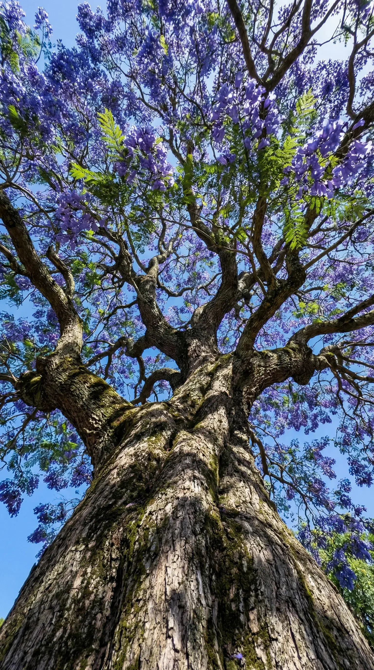The Tree Holding Up a Violet Sky - Gallery 4