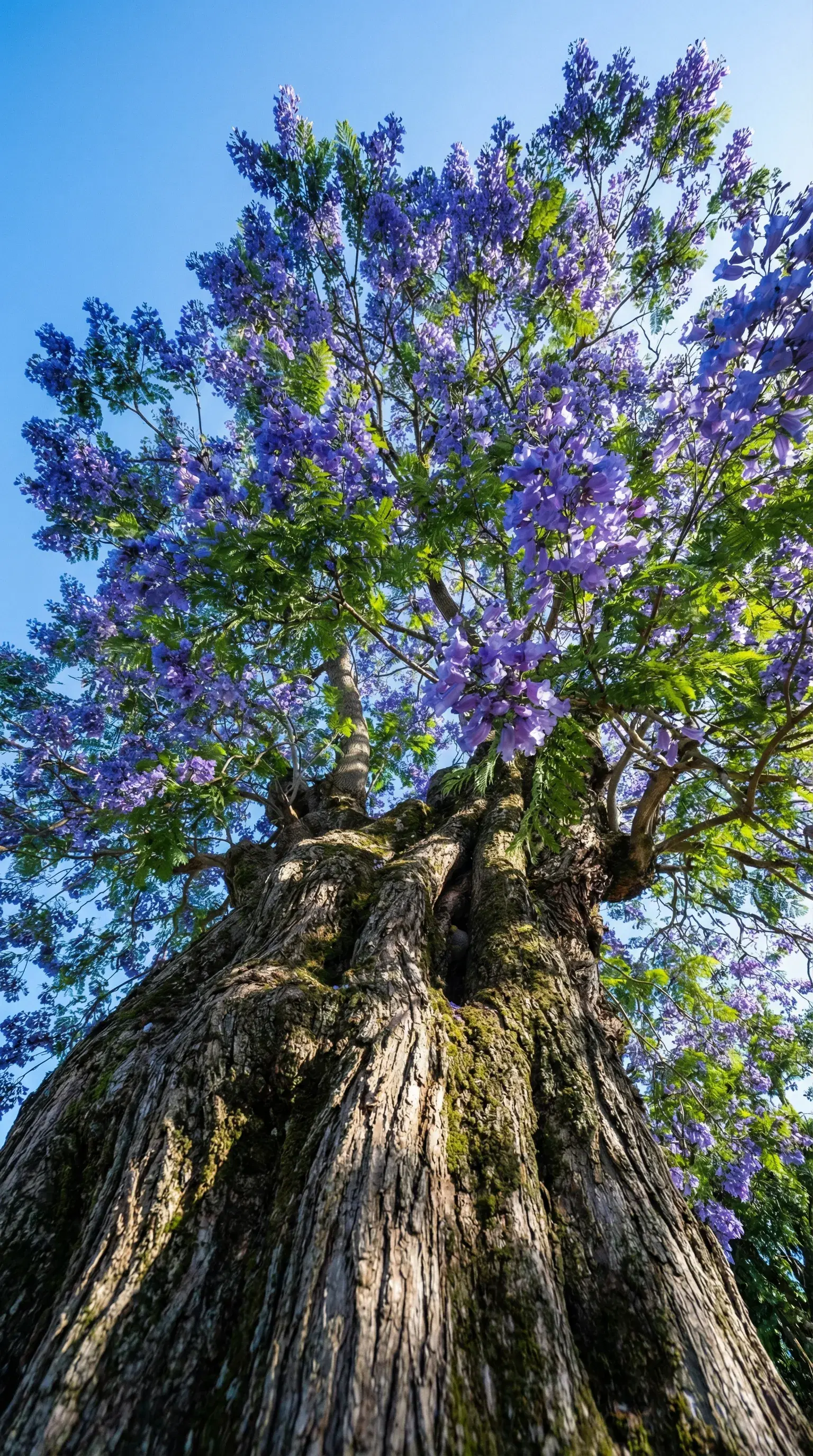 The Tree Holding Up a Violet Sky - Gallery 3