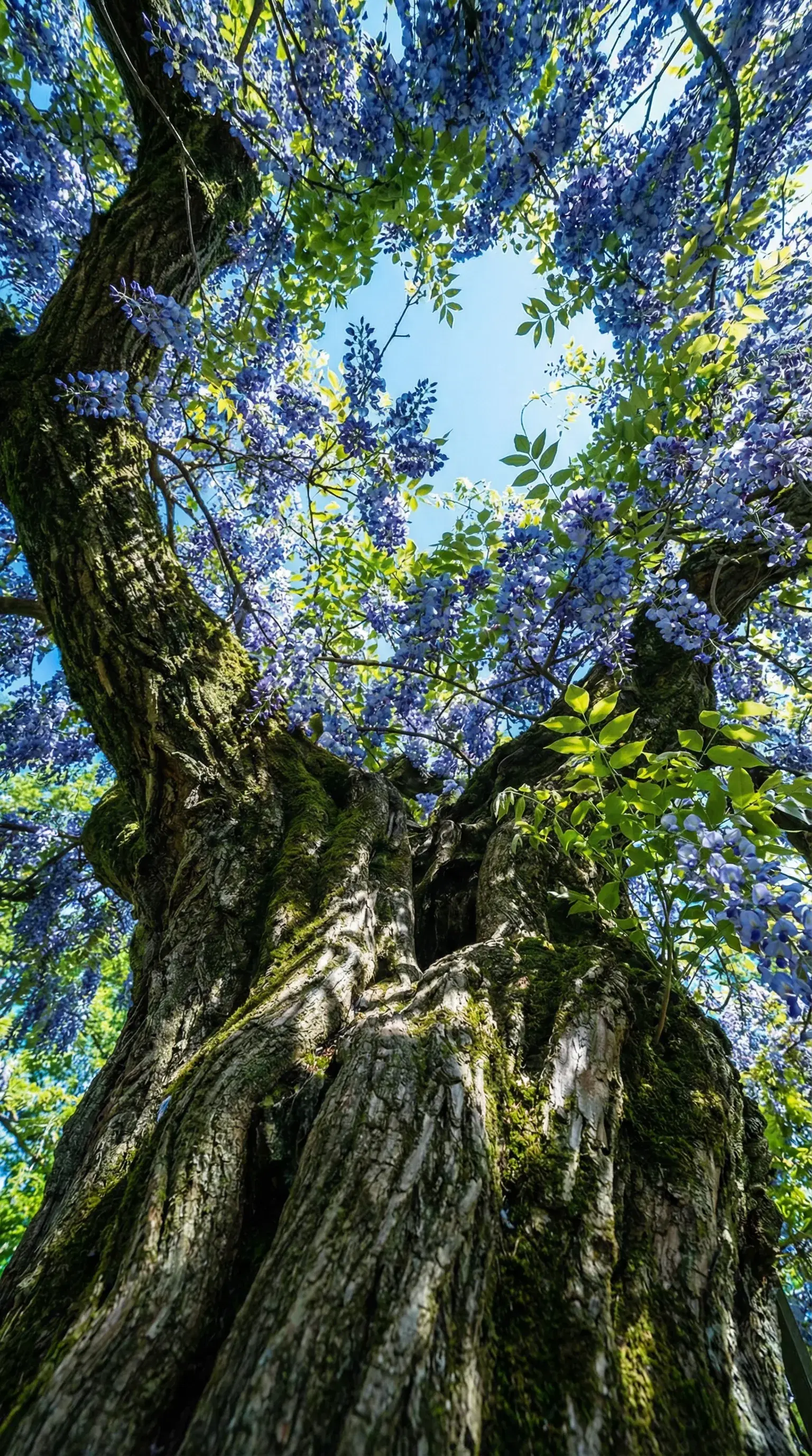 The Tree Holding Up a Violet Sky - Gallery 2